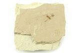 Detailed Fly (Diptera) Fossil - Green River Formation #360273-1